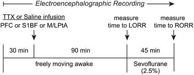 Inactivation of Prefrontal Cortex Delays Emergence From Sevoflurane Anesthesia